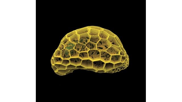 Wonders of the Plant Kingdom: A microcosm revealed